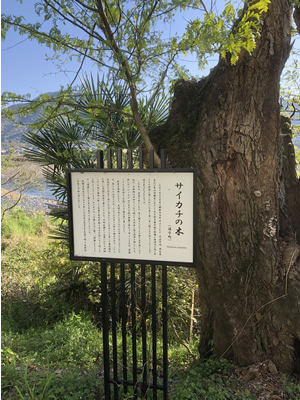 サイカチの木